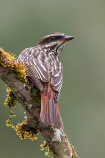 Streaked Flycatcher (Myiodynastes maculatus) perched on a branch in the Atlantic rainforest of