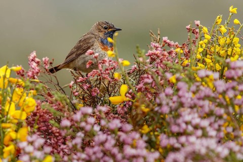 Bluethroat (Luscinia svecica), perched, Castile and Leon, Spain