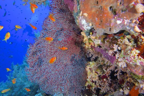 Red knot coral (Acabaria biserialis)