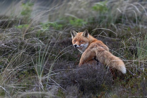 Although the red fox (Vulpes vulpes) has brought some mice in the catch, the pups obviously prefer