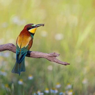 Bee-eater, (Merops apiaster), perch, flower meadow, Tiszaalp-r, Kiskuns-gi National Park,