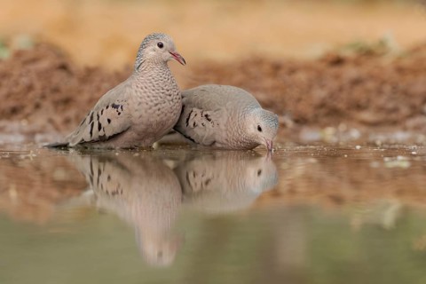 Common Ground Dove (Columbina passerina) at a waterhole, Texas, USA
