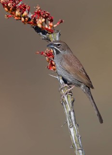 Five-striped Sparrow (Amphispiza quinquestriata), Arizona, USA