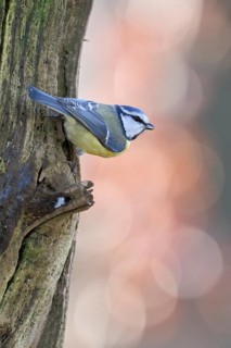 Eurasian Blue Tit (Cyanistes caeruleus) perched on a branch, North Rhine-Westphalia, Germany