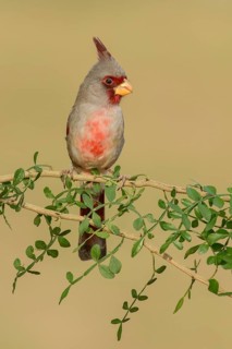 Pyrrhuloxia (Cardinalis sinuatus) male, Texas, USA