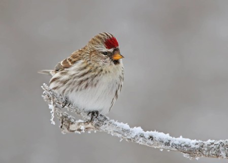 Common Redpoll, Acanthis flammea, perches frosty branch in Saskatchewan, Canada