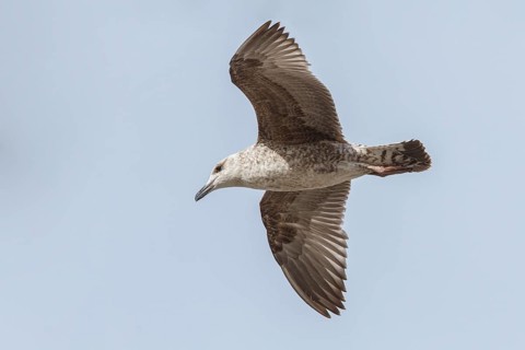 Yellow-legged Gull (Larus michahellis), young in flight, Galicia, Spain