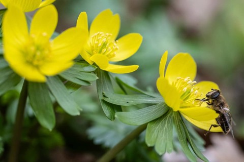 Winter aconite (Eranthis hyemalis) with garden wedge-spotted hoverfly (Eristalis lineata), Emsland,