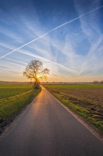 View along a road to a solitary tree in an agricultural environment with a blue sky streaked with