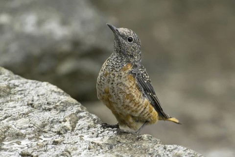 Common Rock Thrush (Monticola saxatilis) female, Austria