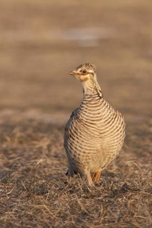 Greater Prairie Chicken (Tympanuchus cupido) female, Wisconsin, USA
