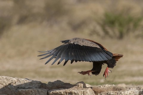 Bateleur (Terathopius ecaudatus) male, Northern Cape, South Africa