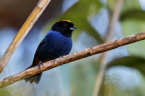 Golden-crowned Tanager (Iridosornis rufivertex) perched on a branch in Ecuador