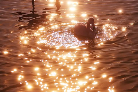 A serene pink flamingo pauses in the shimmering waters of the French Camargue during sunset, its
