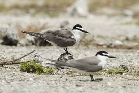 Spectacled Tern (Onychoprion lunatus), Hawaii, USA