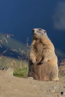 One adult Alpine Marmot, Marmota marmota, sitting erected on a rim of a soil, observing his