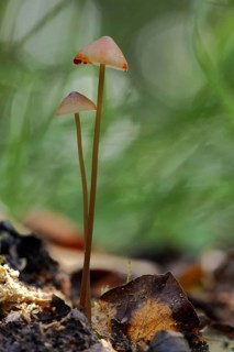 Bleeding fairy helmet (Mycena haematopus), two, red, drop, blood drop, Idstein, Taunus, Hesse,