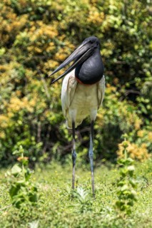 Jabiru Stork (Jabiru mycteria), Pousada Santa Clara, Nhecolandia, Corumba, Mato Grosso do Sul,