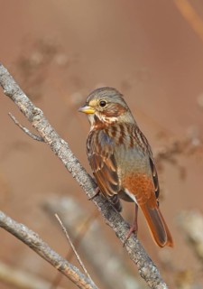 Red Fox Sparrow (Passerella iliaca), Ohio, USA