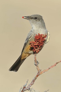 Say's Phoebe (Sayornis saya), Texas, USA