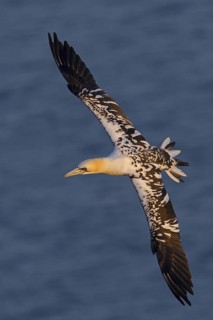 Northern Gannet (Morus bassanus) flying, Schleswig-Holstein, Germany