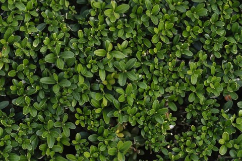 Close-up of vibrant green boxwood leaves, showcasing intricate natural patterns. The foliage