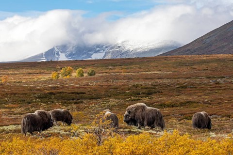 A small group of musk oxen (Ovibos moschatus) in front of the panorama of Snøhetta, at 2, 286 m the