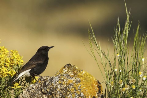 Black Wheatear (Oenanthe leucura) male, Castile-La Mancha, Spain