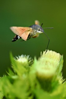 Dove's tail (Macroglossum stellatarum), flies on the flower of cabbage thistle (Cirsium oleraceum),