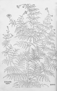 Marigold, marsh marigold, stinking marigold (Tagetes patula), woodcut by Leonhart Fuchs, from New