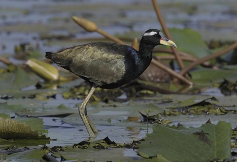 Bronze-winged Jacana (Metopidius indicus), Goa, India