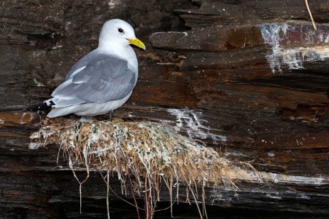 Kittiwake, (Rissa tridactyla), animals, birds, family of gulls, at nest on rocky outcrop, Varanger,