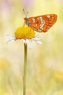 Maivogel (Euphydryas maturna), auch Eschen-Scheckenfalter genannt