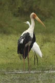 Painted Stork (Mycteria leucocephala), Sri Lanka