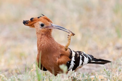 African Hoopoe (Upupa africana), Namibia