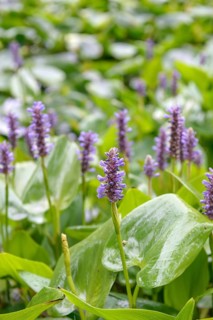 Pickerelweed (Pontederia cordata), Arboretum van Delden, Federal Republic of Germany