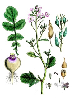 Raphanus sativus, radish, digital reproduction of a historical original, between 1790 and 1810