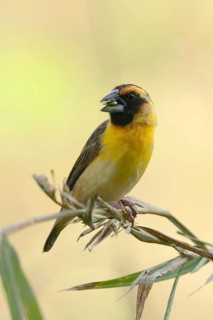 Compact Weaver (Ploceus superciliosus), Bigodi Wetlands, Uganda