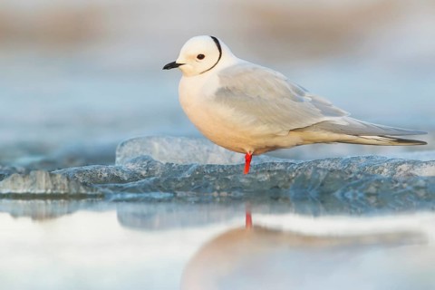 Ross's Gull (Rhodostethia rosea) feeding on a small pond on the tundra in Northern Alaska