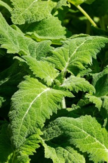 Close-up of leaves and bud of clary (Salvia sclarea), Ternitz, Lower Austria, Austria