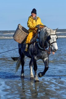 Horse fishermen catching Brown shrimp (Crangon crangon), Koksijde, North Sea coast, province of