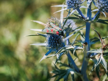 A six-spot burnet moth with vibrant red and black markings rests on a blue thistle bloom,