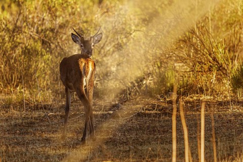 A red deer stands gracefully in a sunlit forest clearing, with warm golden light casting a glow