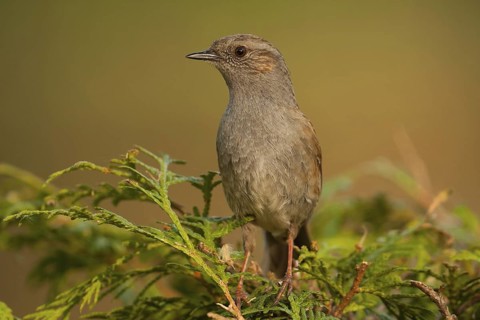 Dunnock (Prunella modularis), Baden-Wuerttemberg, Germany