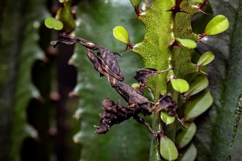 A leaf mantis in dark camouflage moves between a plant and leaves, ghost mantis (Phyllocrania