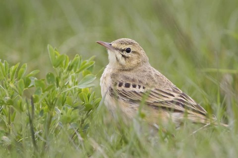 Tawny Pipit (Anthus campestris) perched on the ground, Grobnik, Croatia