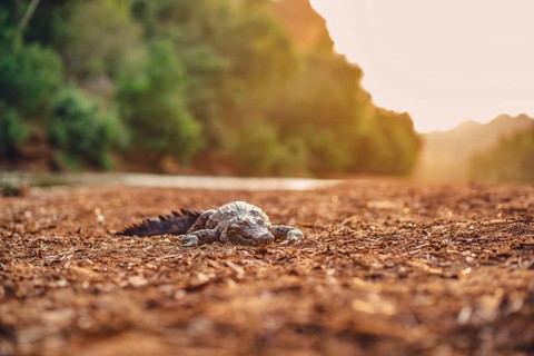 Special light atmosphere with crocodile in the outback in Windjana Gorge National Park in Australia