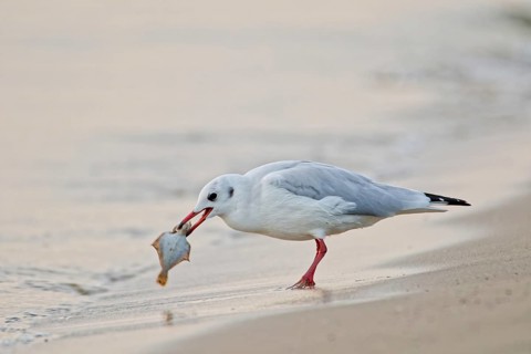 Black-headed gull (Chroicocephalus ridibundus) holding a fish in its beak while feeding on a sandy
