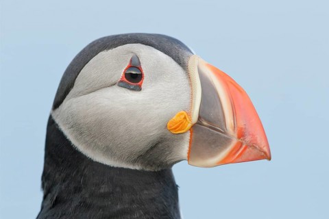 Atlantic Puffin (Fratercula arctica), Iceland