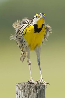Eastern Meadowlark (Sturnella magna), Florida, USA